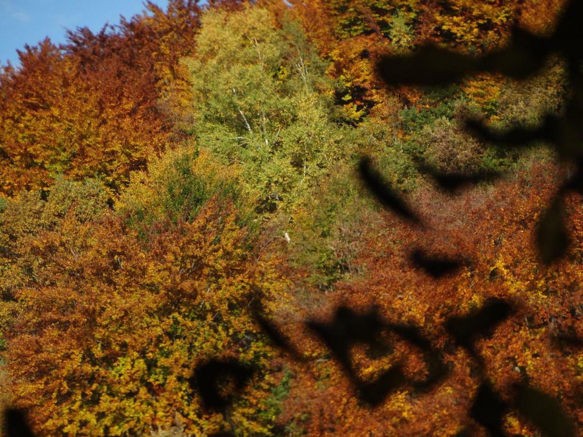 Gite Colombe Des Bois Estadens Exteriér fotografie